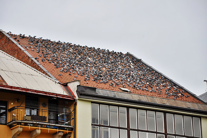 A2B Pest Control are able to install spikes to deter birds from roofs in Kettering. 