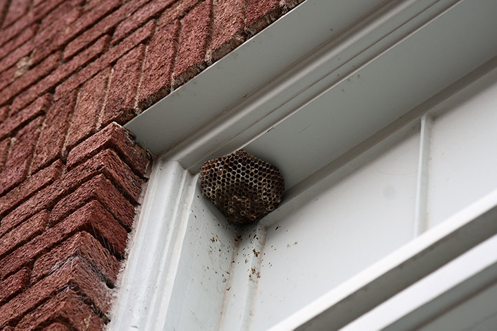 We provide a wasp nest removal service for domestic and commercial properties in Kettering.